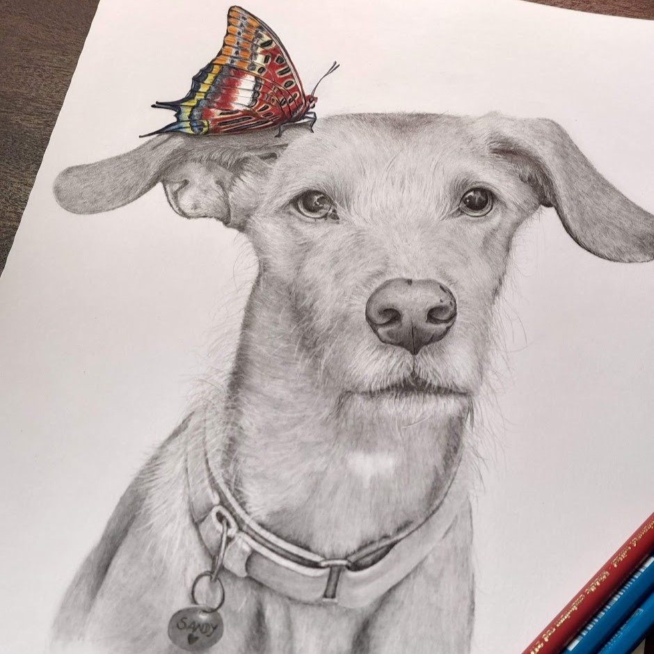 dog dogs realistdrawingdog gallery artist pet realist portrait coloredpencils bestfriendforever grafite blackandwhite grey butterfly graphite furry paint print popart artwork realistportrait colourspencils bff gift