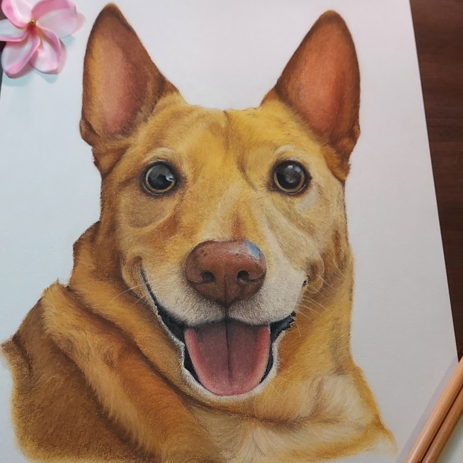 dog dogs realistdrawingdog art gallery artist pet realist portrait softpastelpencils bestfriendforever furry paint print popart artwork realistportrait softpastel bff gift