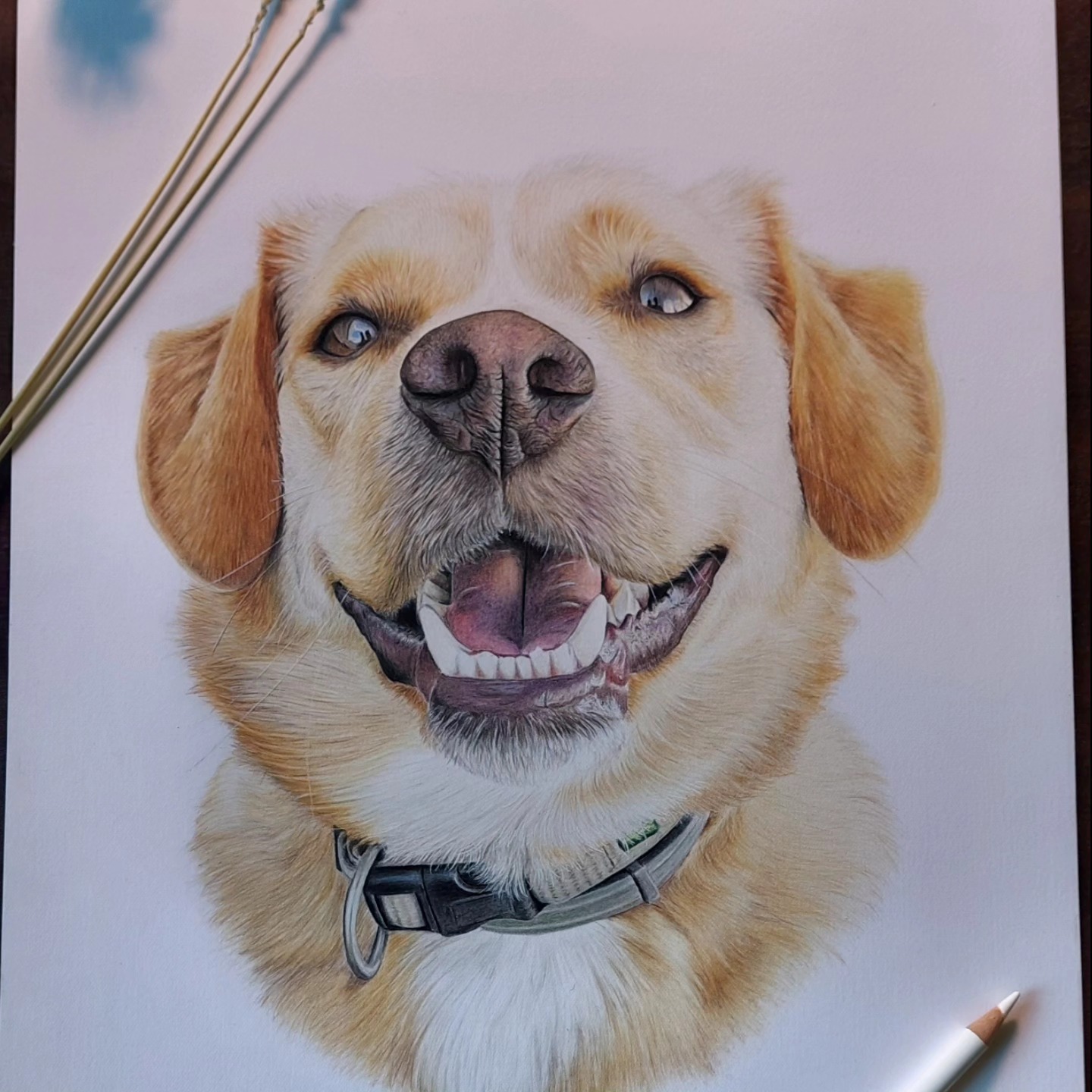 dog dogs realistdrawingdog art gallery artist pet realist portrait coloredpencils bestfriendforever furry paint print popart artwork realistportrait colourspencils bff gift