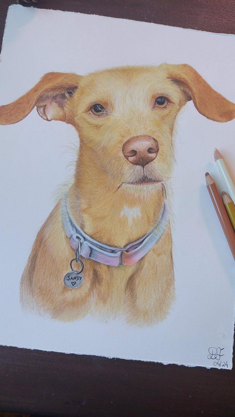 dog dogs realistdrawingdog art gallery artist pet realist portrait coloredpencils bestfriendforever furry paint print popart artwork realistportrait colourspencils bff gift