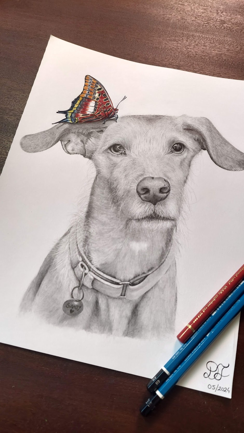 dog dogs realistdrawingdog gallery artist pet realist portrait coloredpencils bestfriendforever grafite blackandwhite grey butterfly graphite furry paint print popart artwork realistportrait colourspencils bff gift