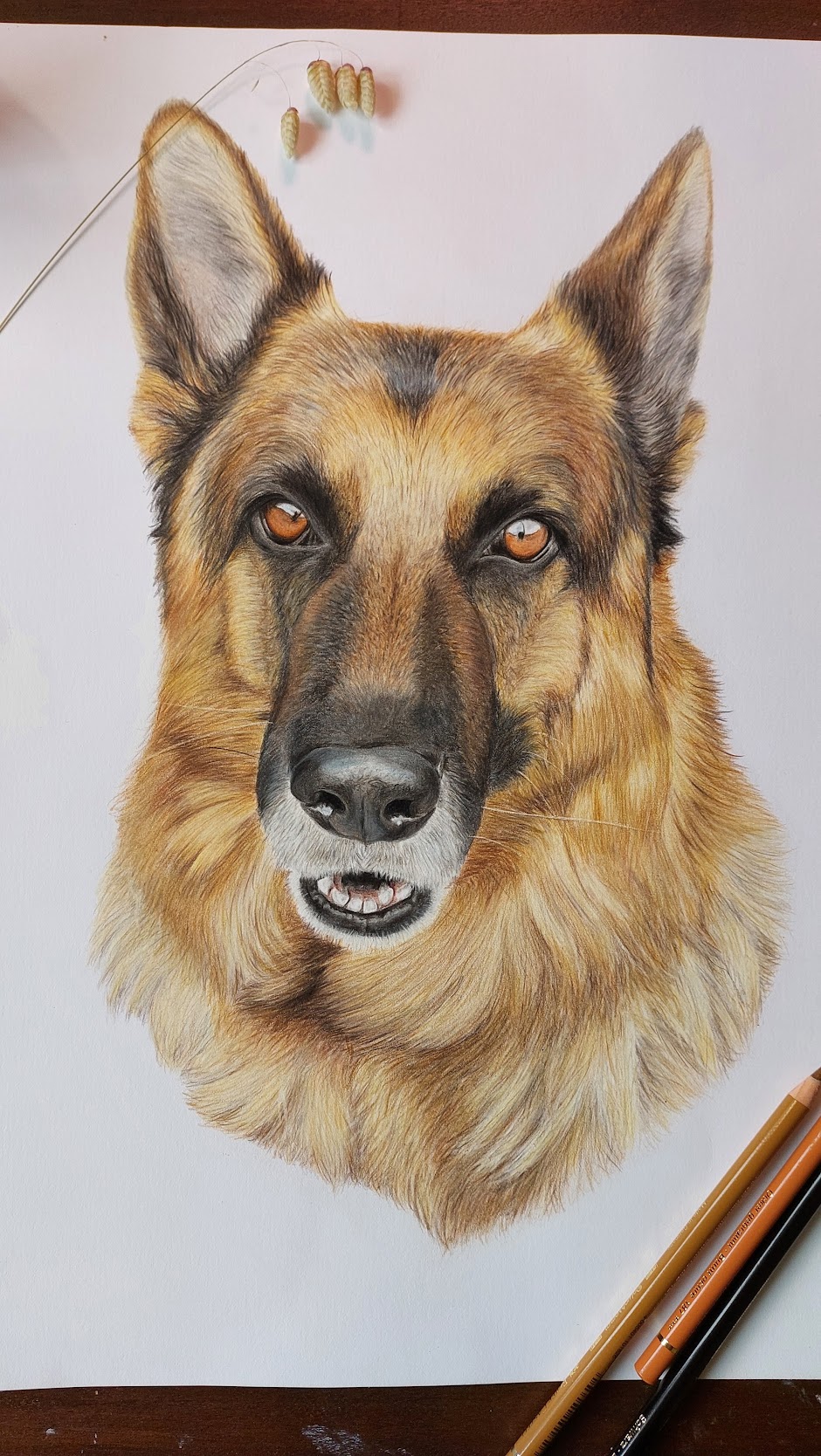 dog dogs realistdrawingdog art gallery artist pet realist portrait coloredpencils bestfriendforever furry paint print popart artwork realistportrait colourspencils bff gift