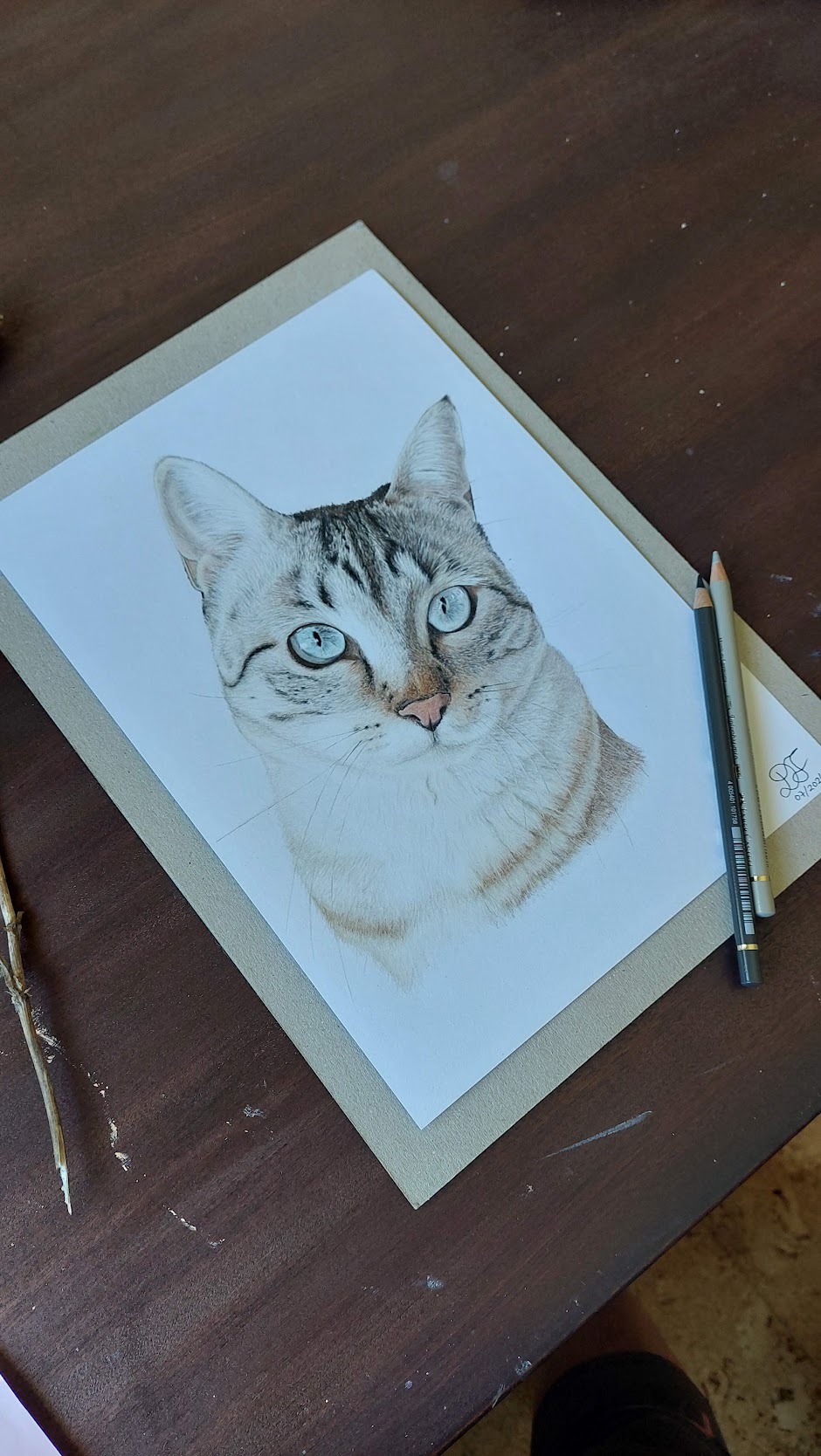 cat cats realistdrawingcat art gallery artist pet realist portrait coloredpencils bestfriendforever furry paint print popart artwork realistportrait colourspencils bff gift