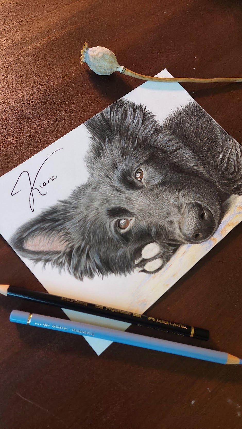 dog dogs realistdrawingdog art gallery artist pet realist portrait coloredpencils bestfriendforever furry paint print popart artwork realistportrait colourspencils bff gift