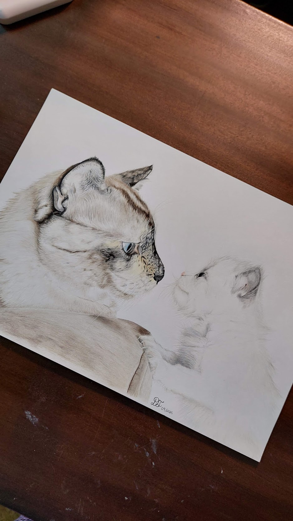 cat cats realistdrawingcat gallery artist pet realist portrait coloredpencils bestfriendforever furry paint print popart artwork realistportrait colourspencils bff gift