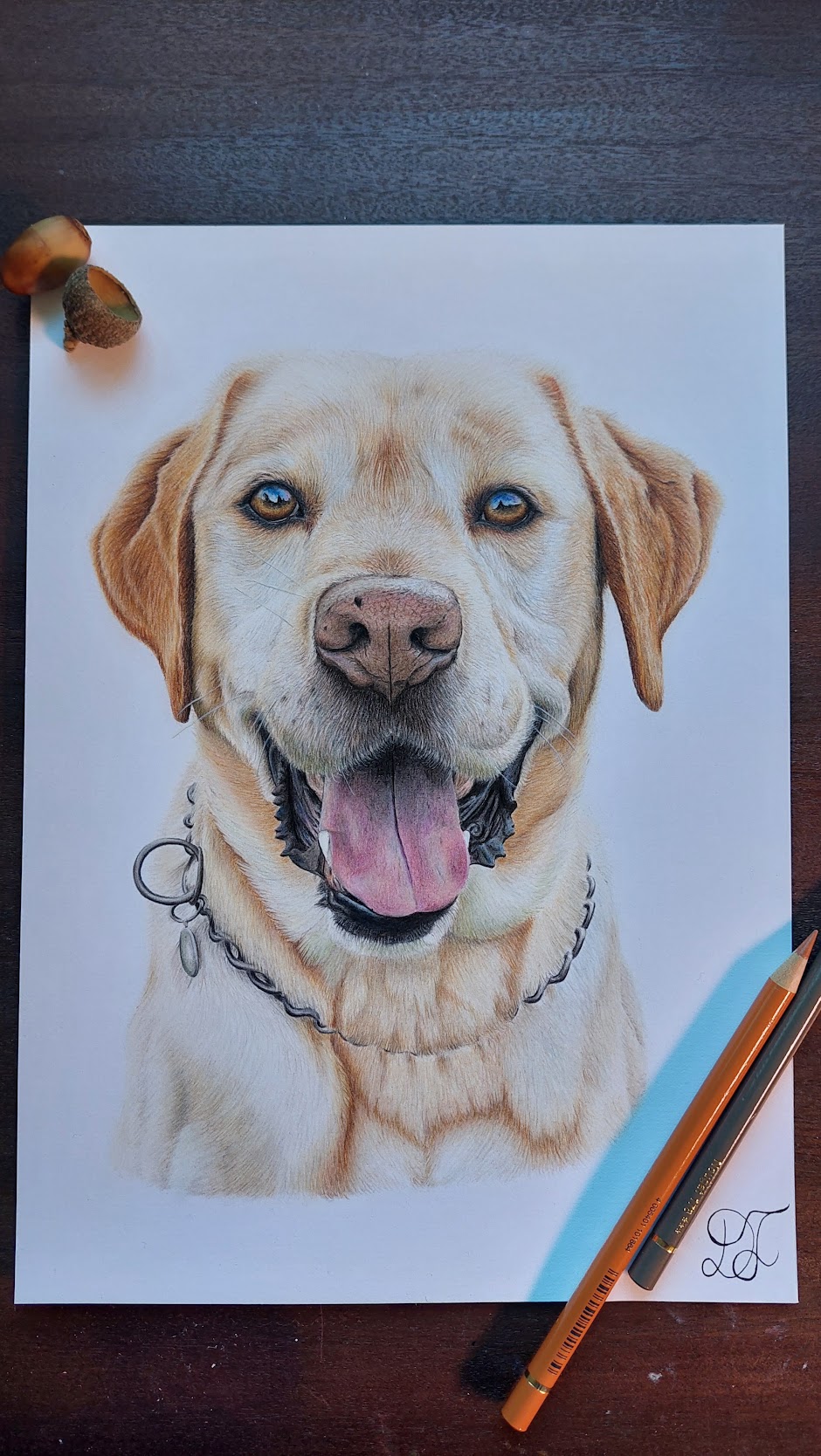 cat cats realistdrawingcat gallery artist pet realist portrait coloredpencils bestfriendforever furry paint print popart artwork realistportrait colourspencils bff gift
