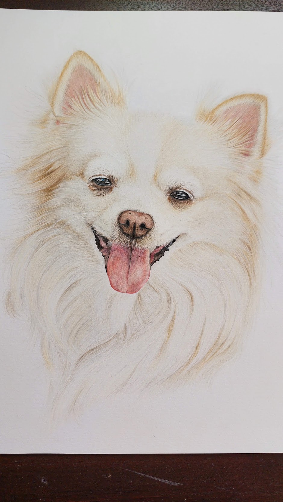 dog dogs realistdrawingdog art gallery artist pet realist portrait coloredpencils bestfriendforever furry paint print popart artwork realistportrait colourspencils bff gift